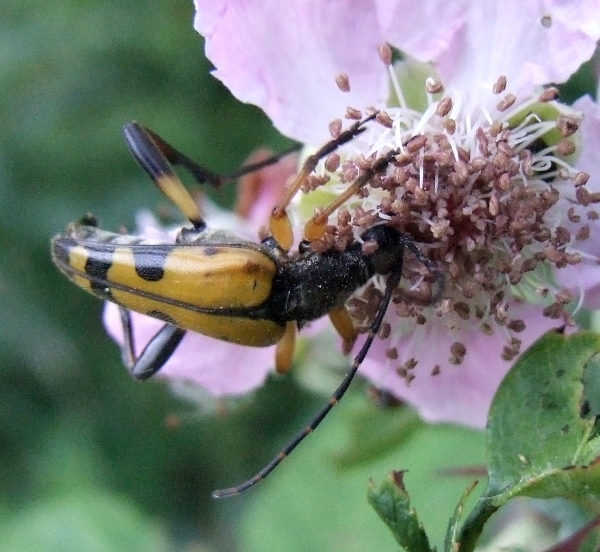 Rutpela maculata